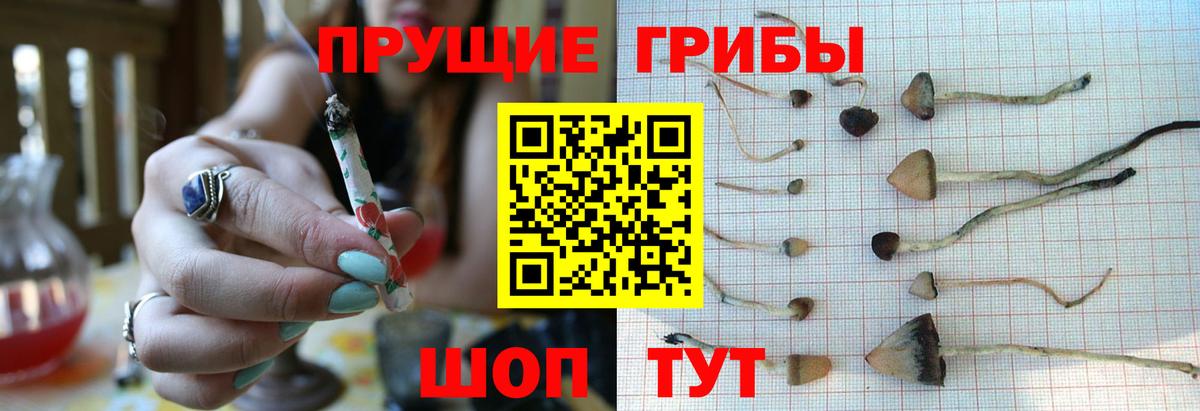 что такое   Вход с VPN  Новомосковск  Псилоцибиновые грибы прущие грибы  Псилоцибиновые грибы ЛСД 