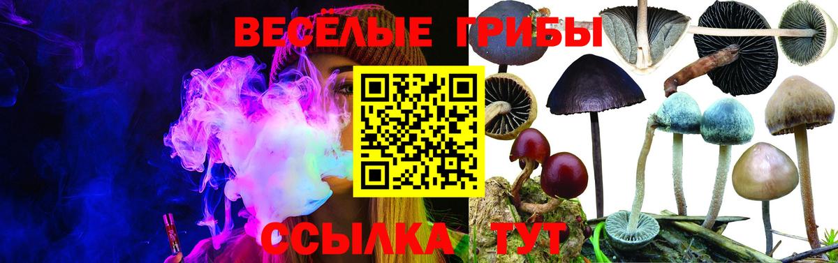 Галлюциногенные грибы Psilocybe Новомосковск